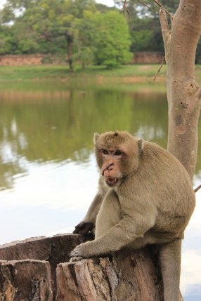 The monkey that nearly bit my face off near the entrance to Angkor Wat.